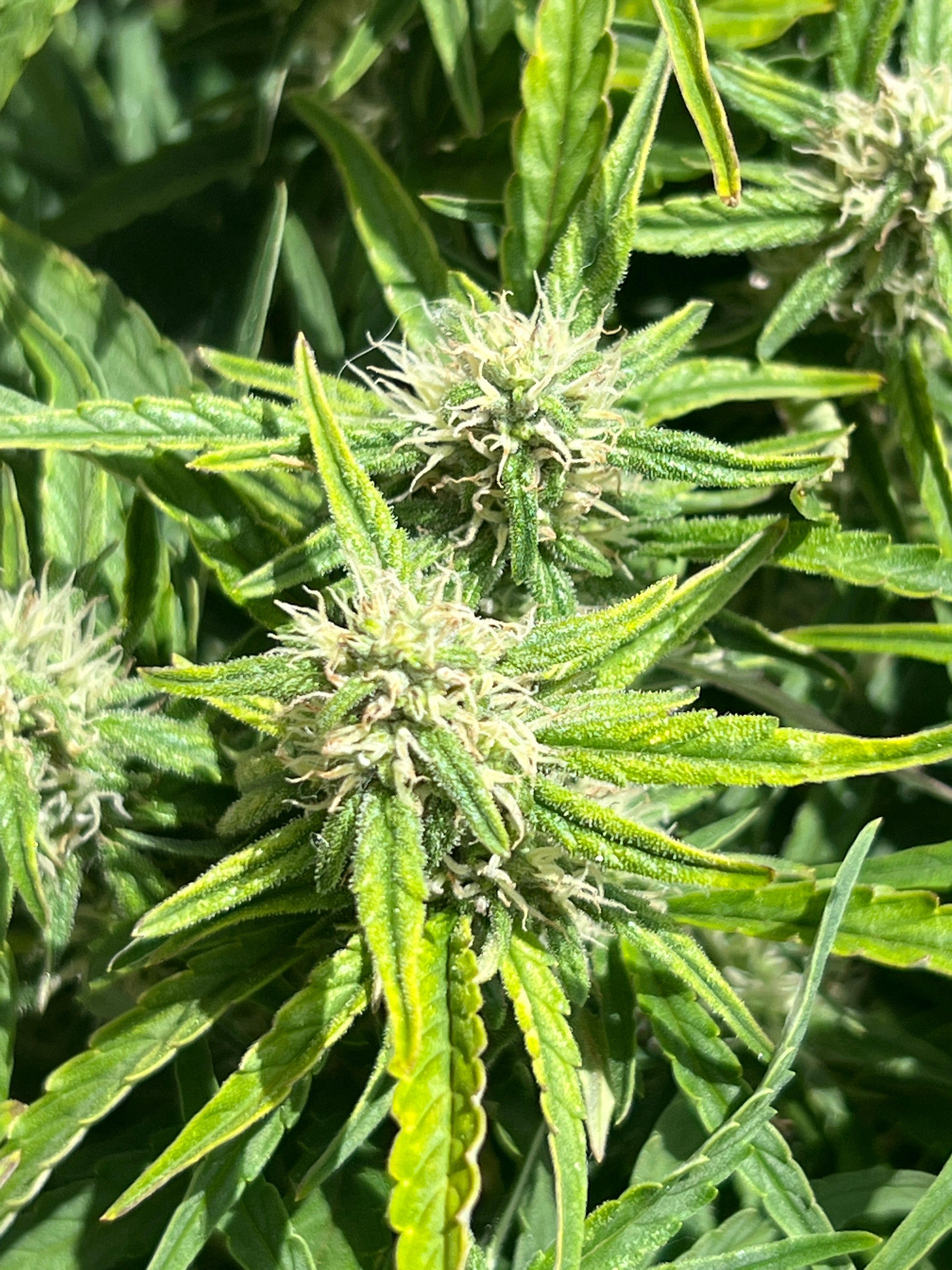 Gorilla Glue Auto growlog photo 19