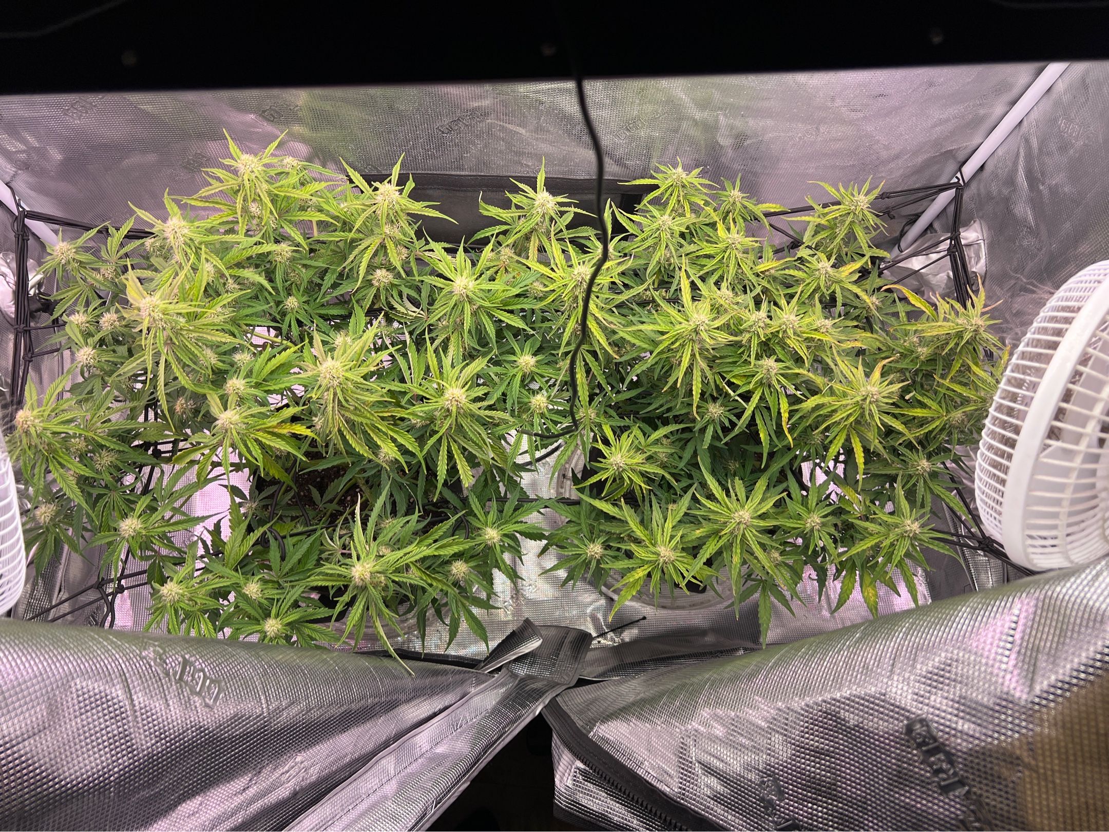 Gorilla Glue Auto growlog photo 23