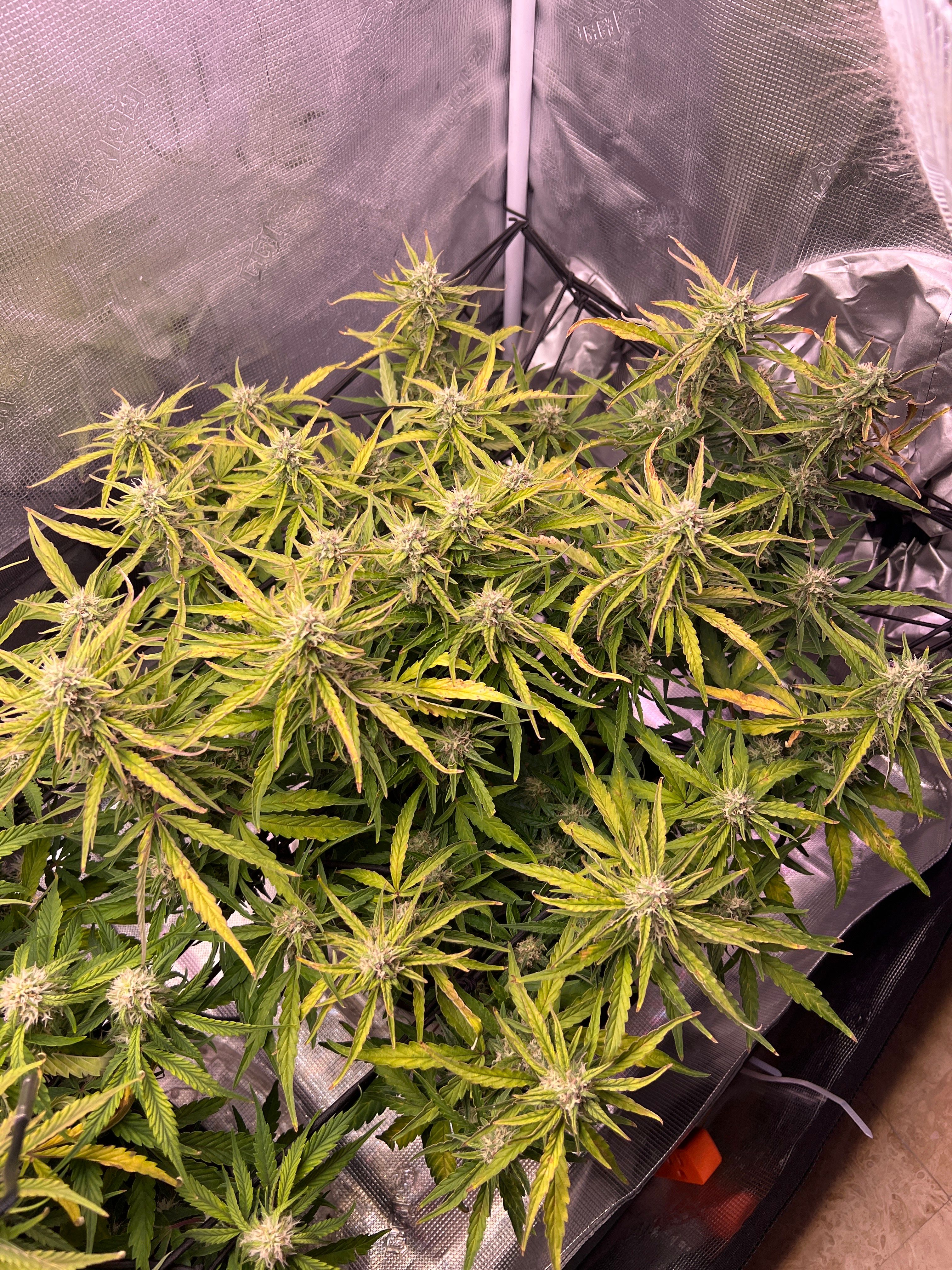 Gorilla Glue Auto growlog photo 24
