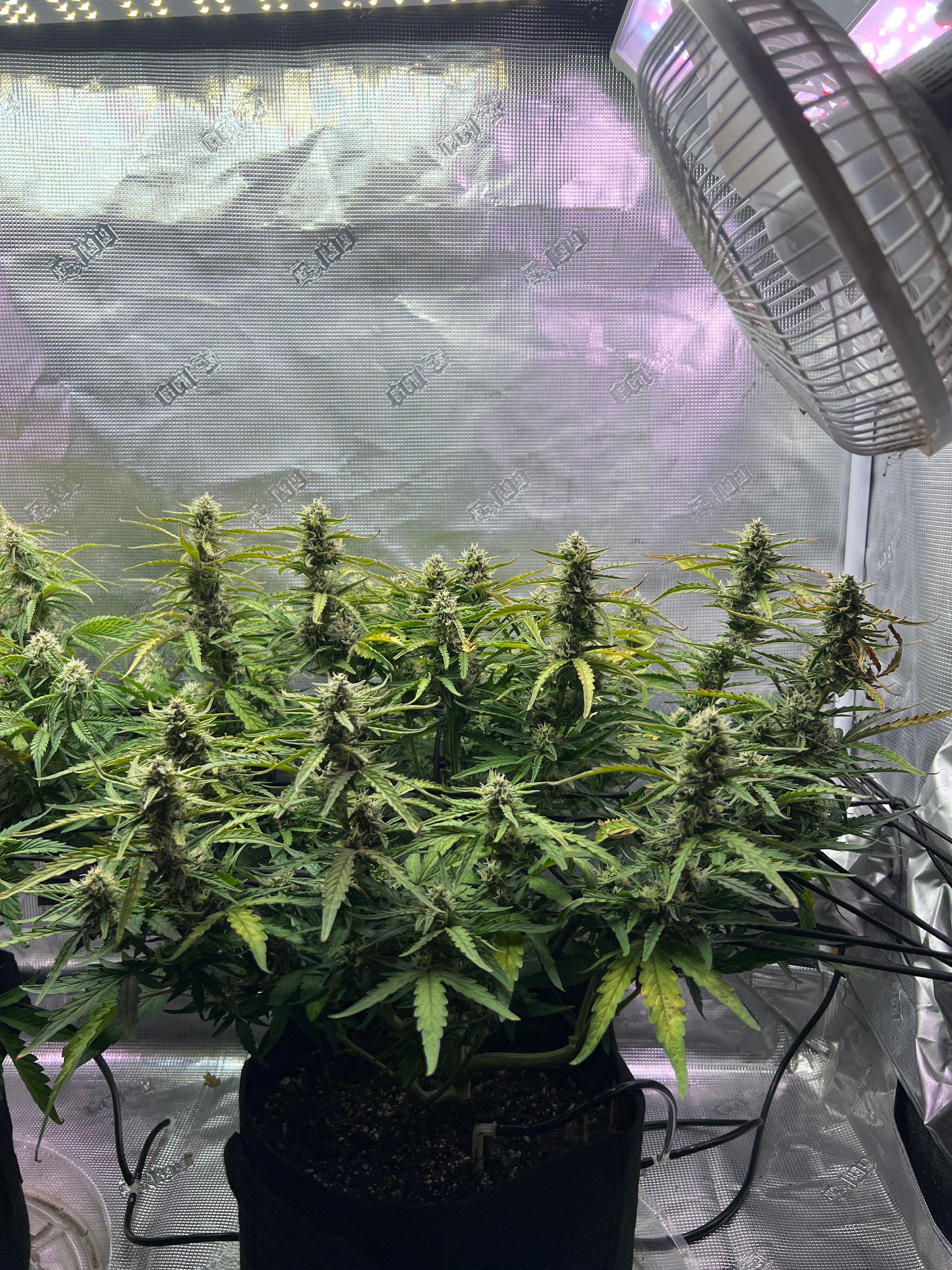 Gorilla Glue Auto growlog photo 25