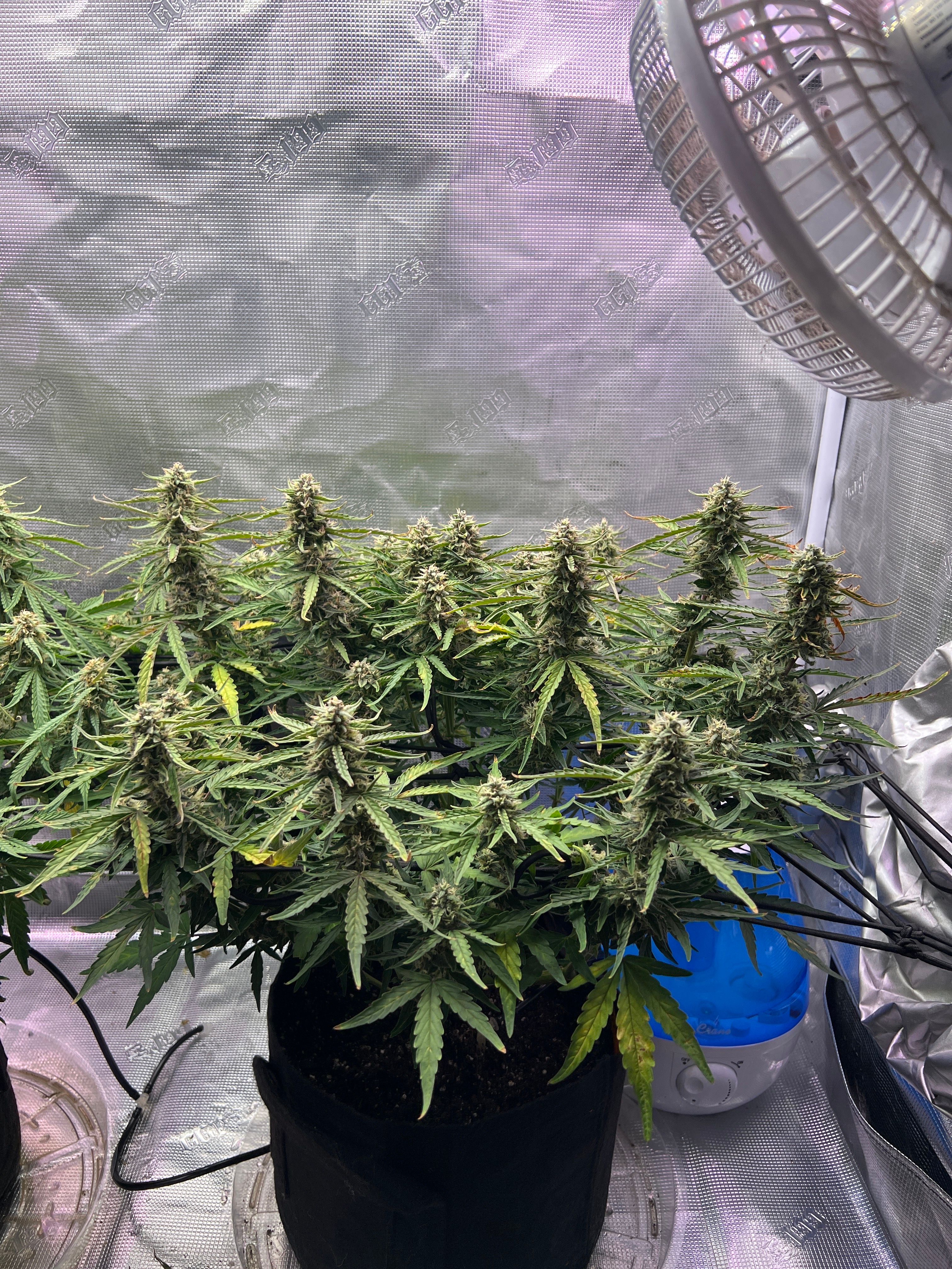 Gorilla Glue Auto growlog photo 27