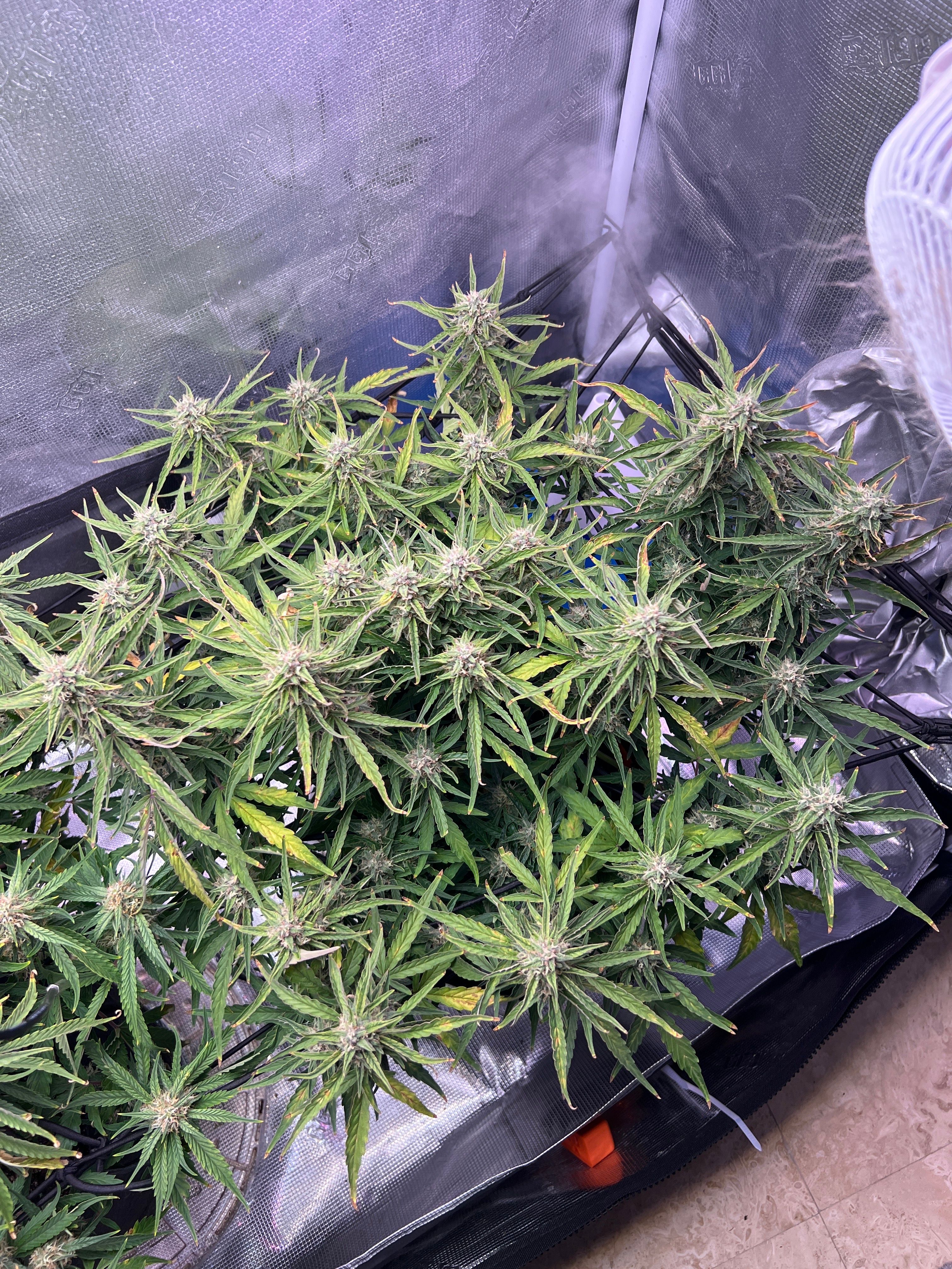 Gorilla Glue Auto growlog photo 26