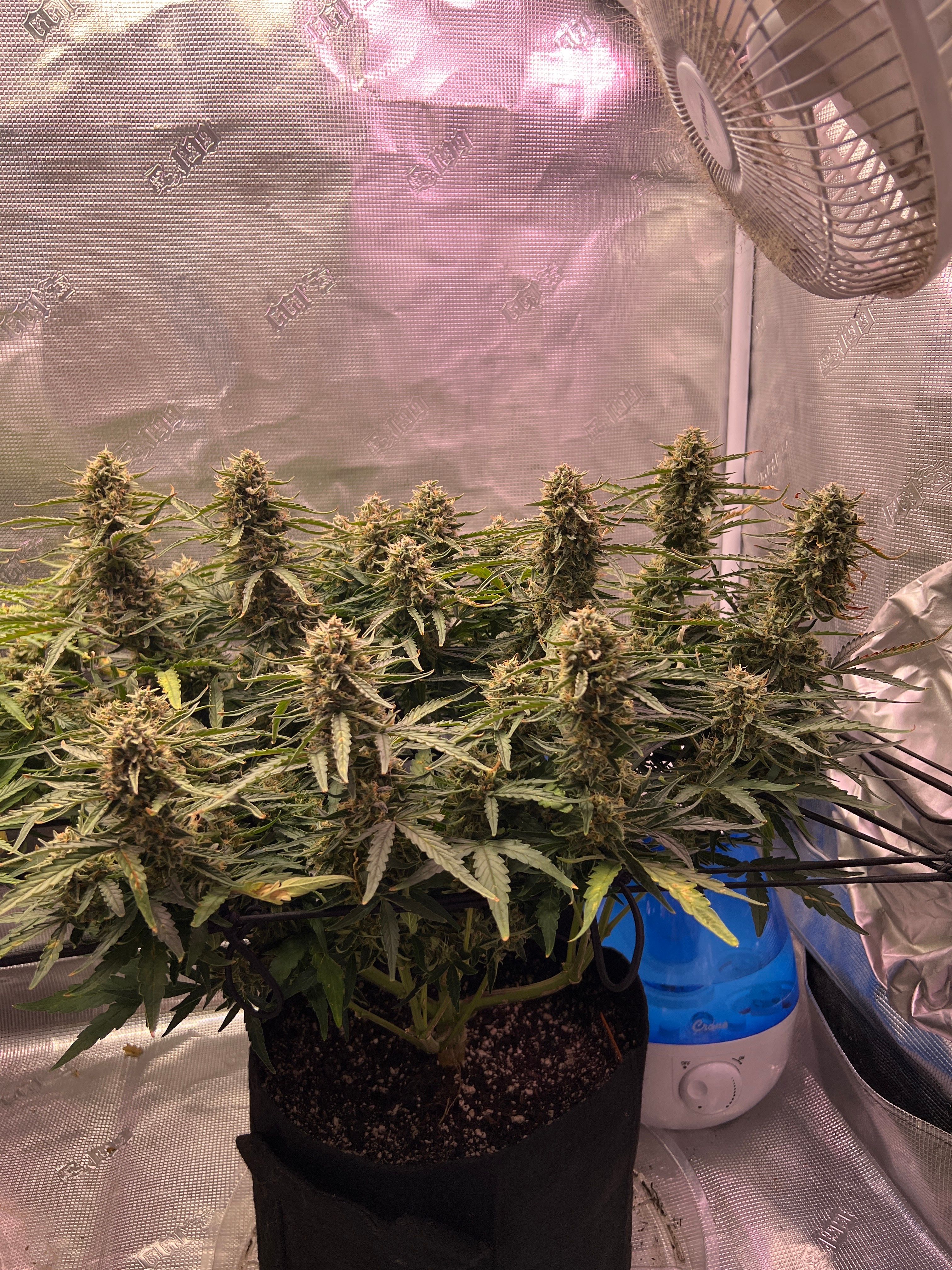 Gorilla Glue Auto growlog photo 28