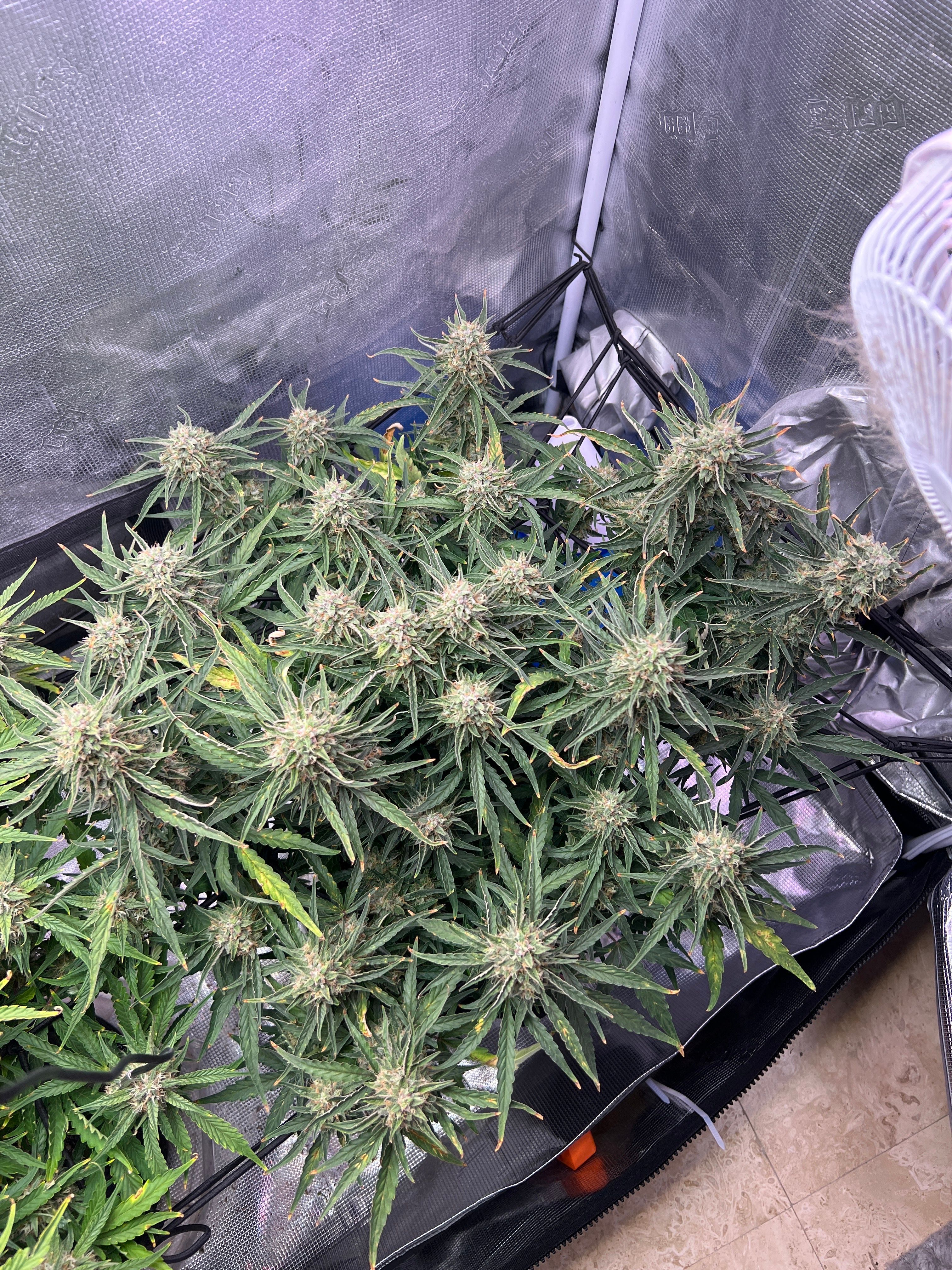 Gorilla Glue Auto growlog photo 29