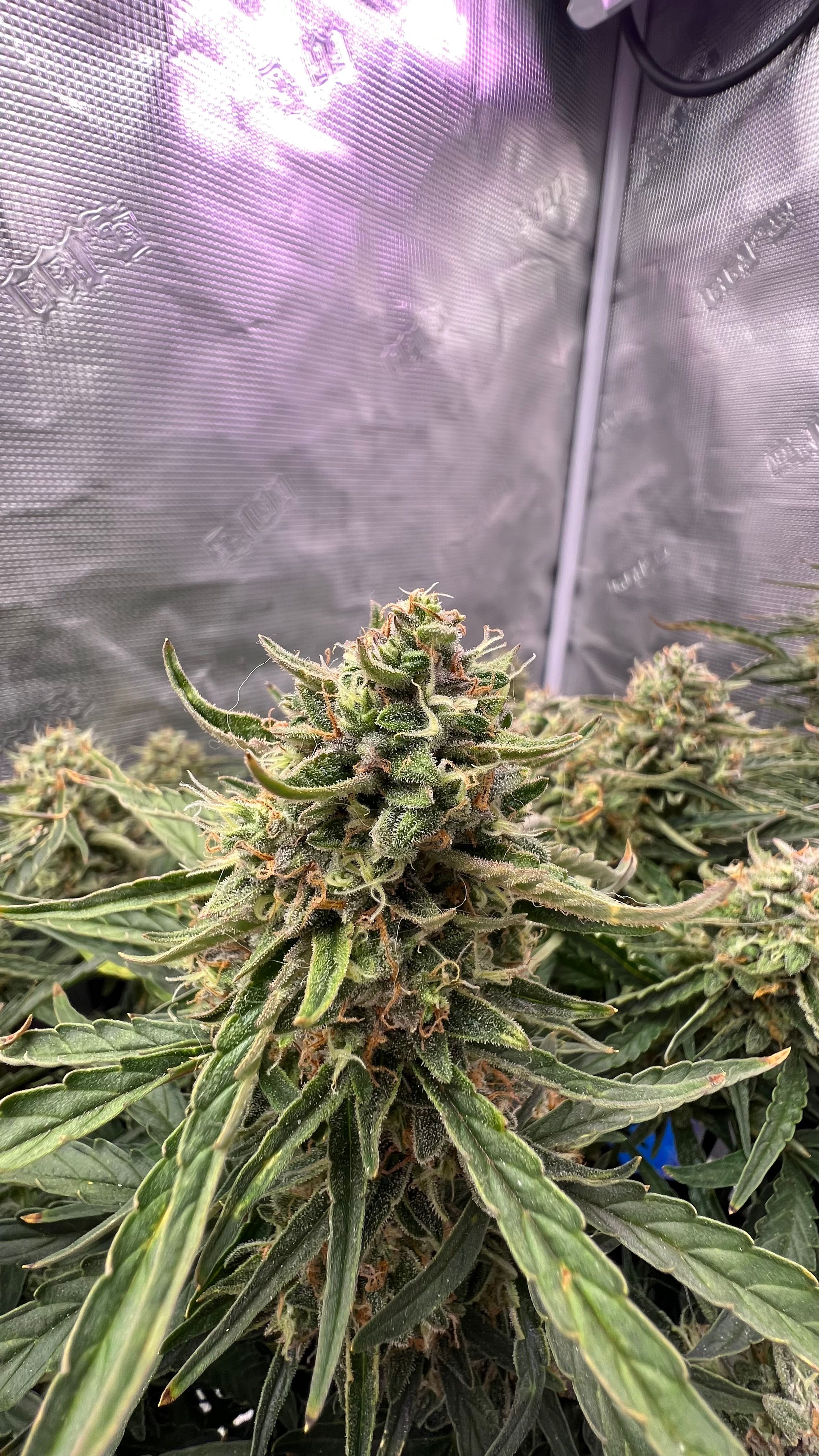 Gorilla Glue Auto growlog photo 30