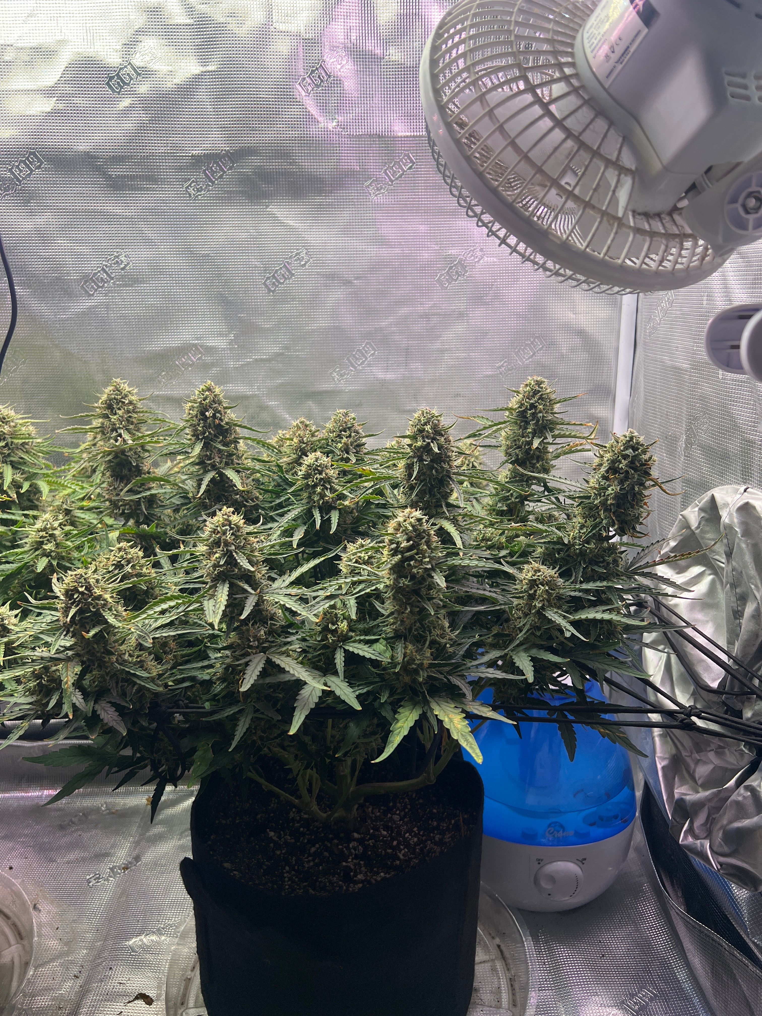 Gorilla Glue Auto growlog photo 31