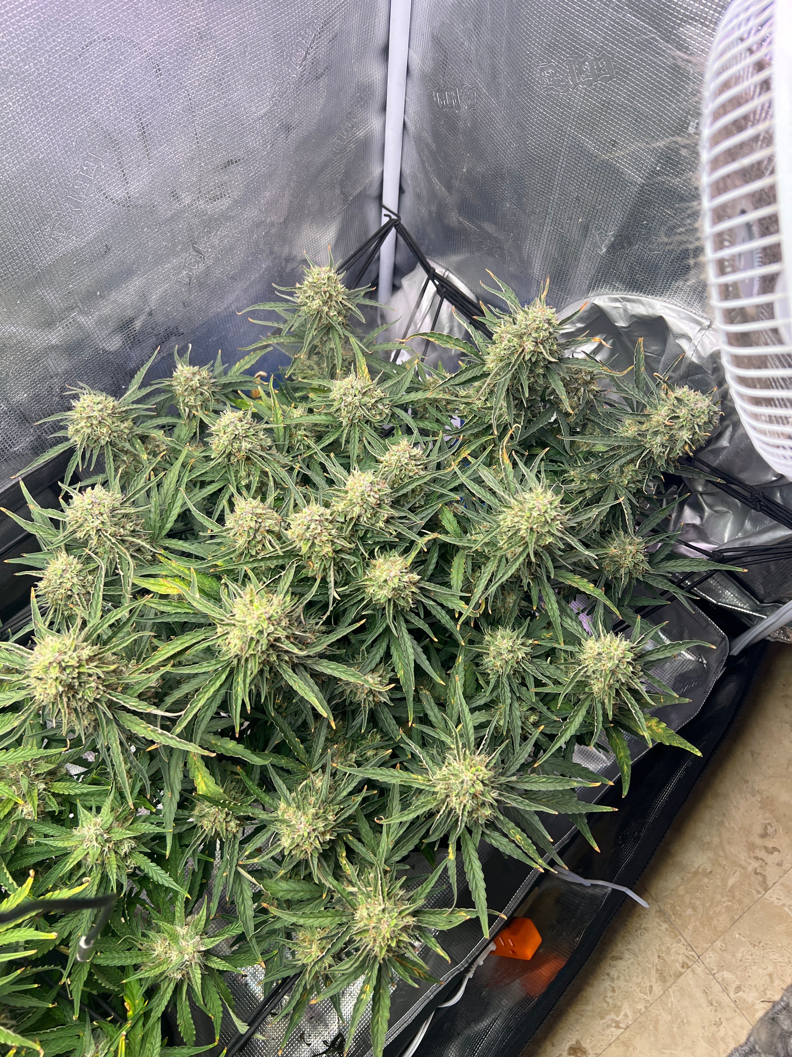 Gorilla Glue Auto growlog photo 32