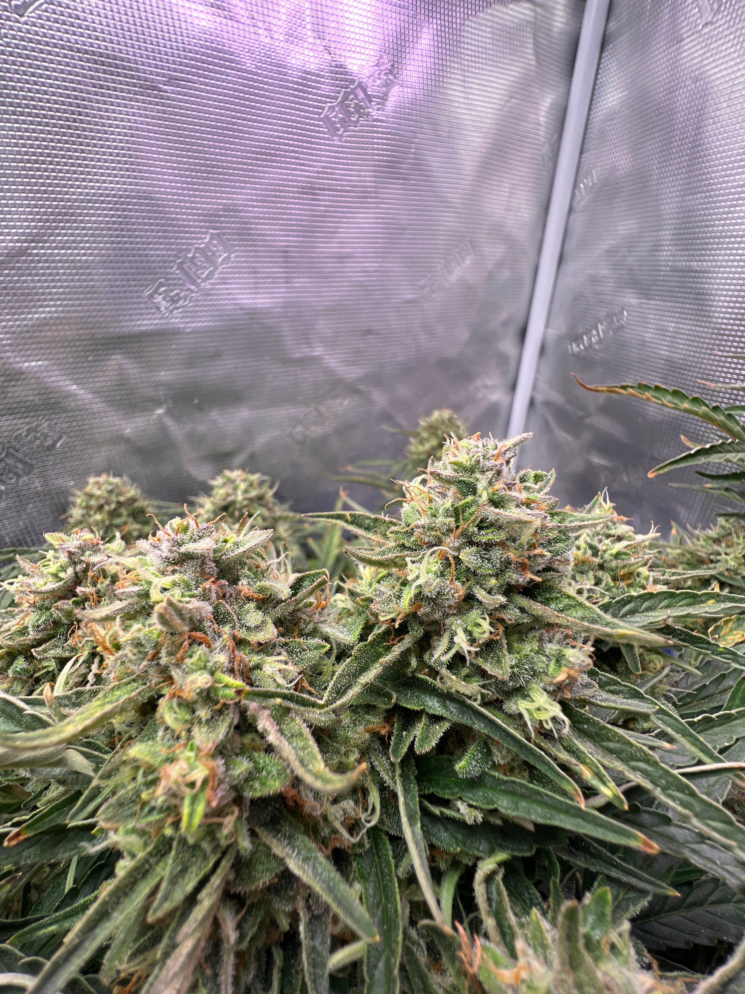 Gorilla Glue Auto growlog photo 33