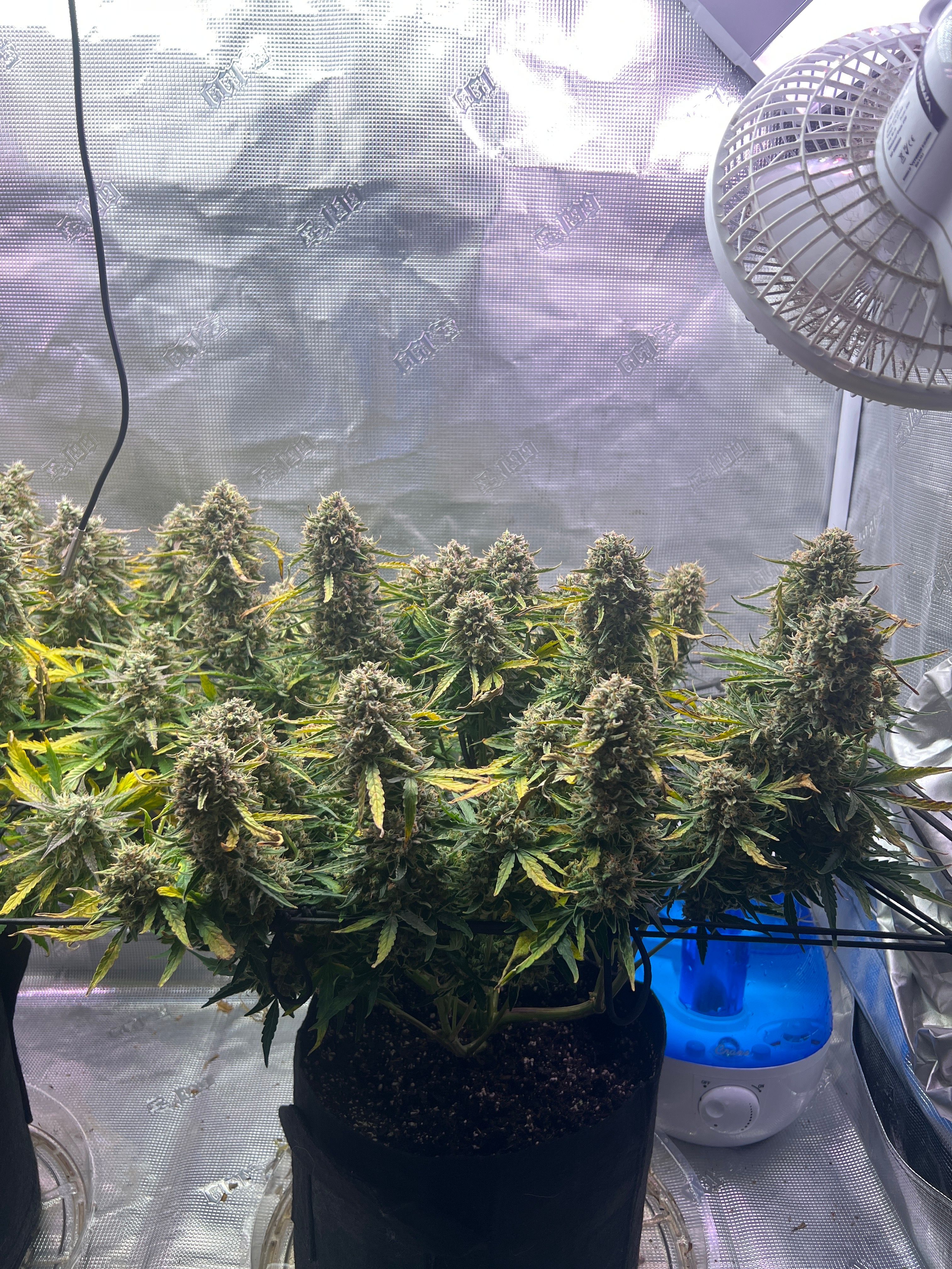 Gorilla Glue Auto growlog photo 34