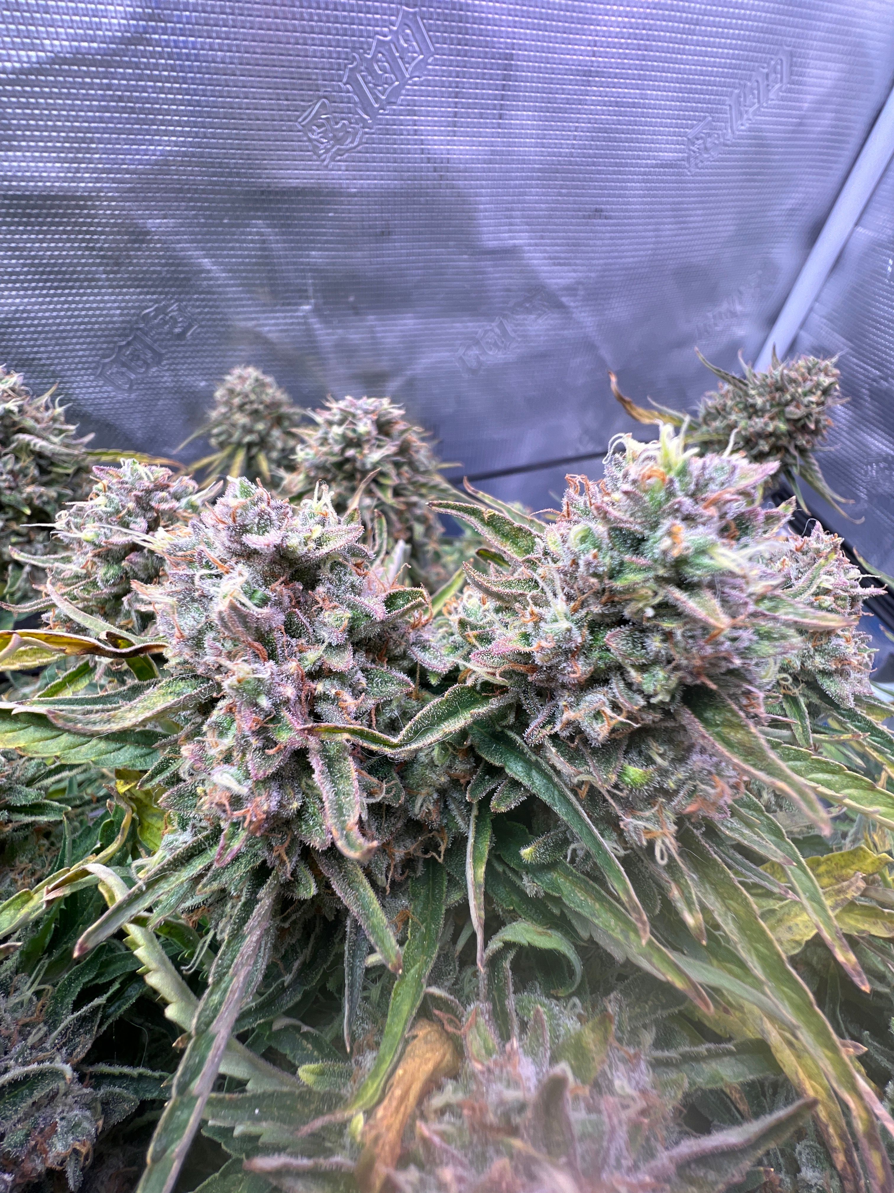 Gorilla Glue Auto growlog photo 35