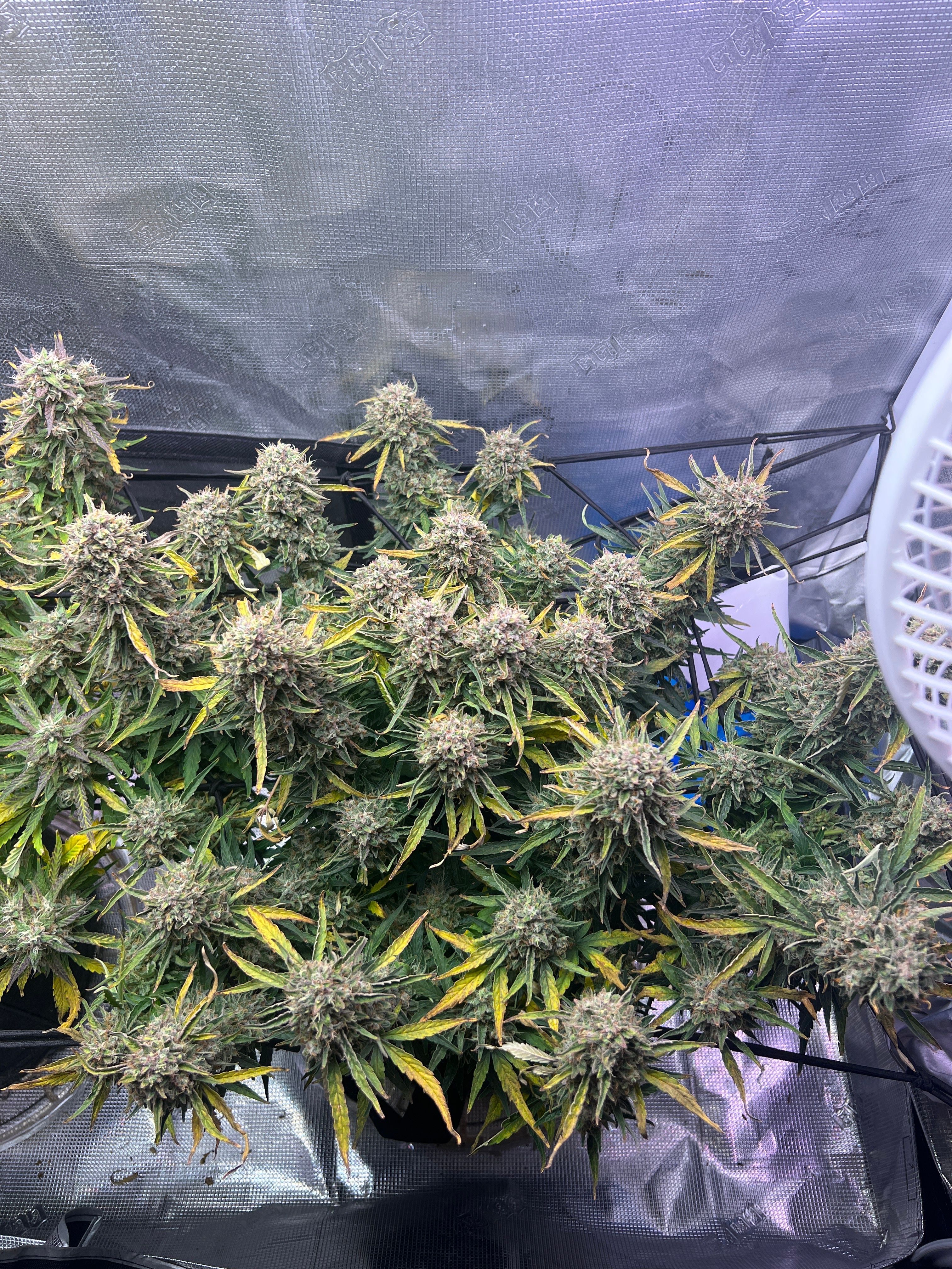 Gorilla Glue Auto growlog photo 36