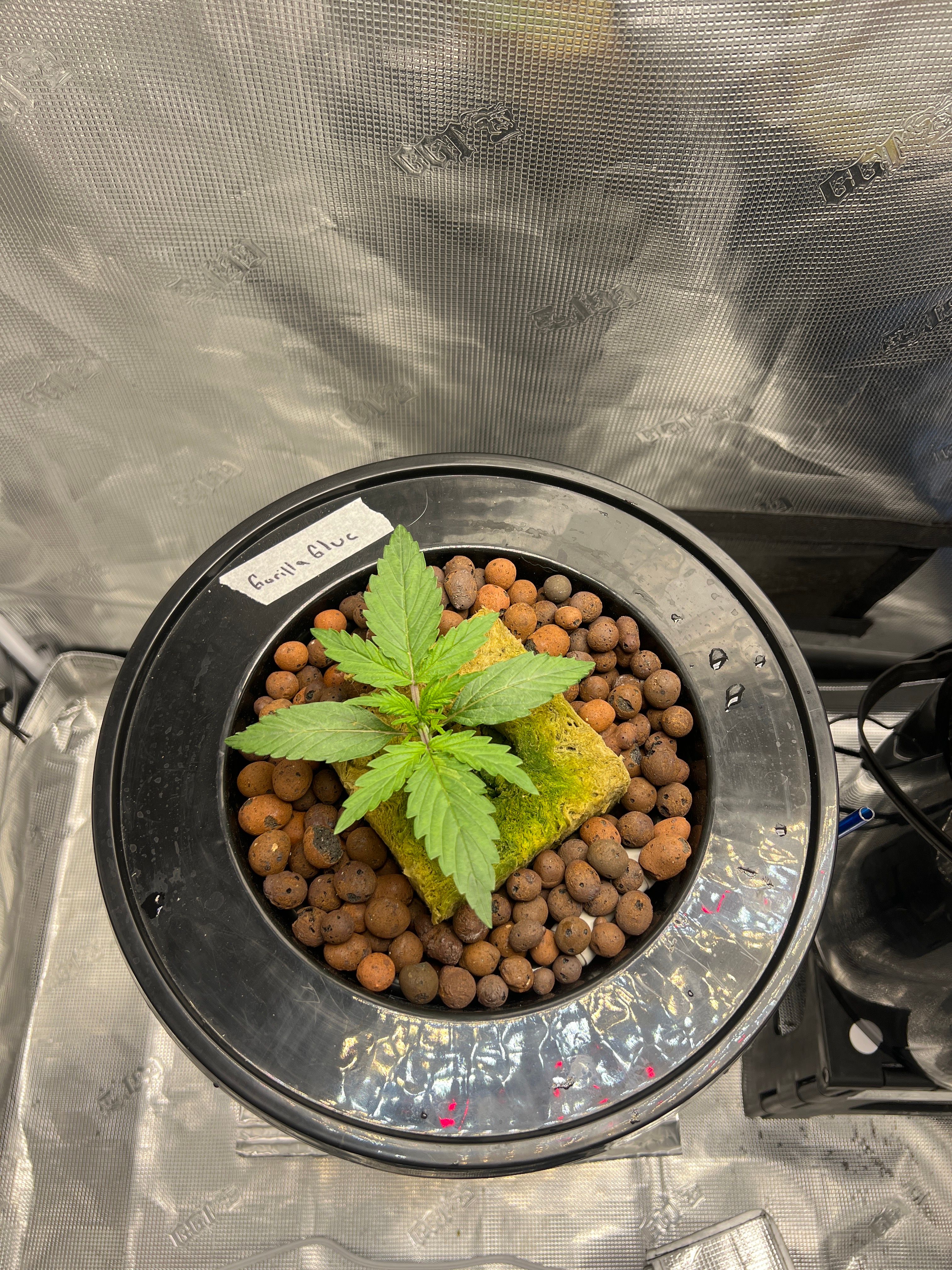 Gorilla Glue Auto growlog photo 37