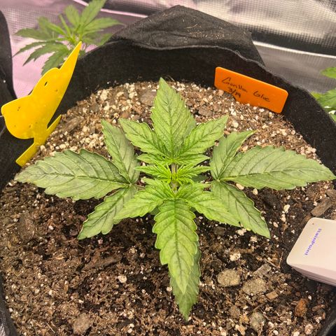 Gorilla Glue Auto growlog in Indoor