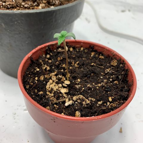 Afghani IV growlog timeline photo