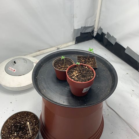 Afghani IV growlog timeline photo
