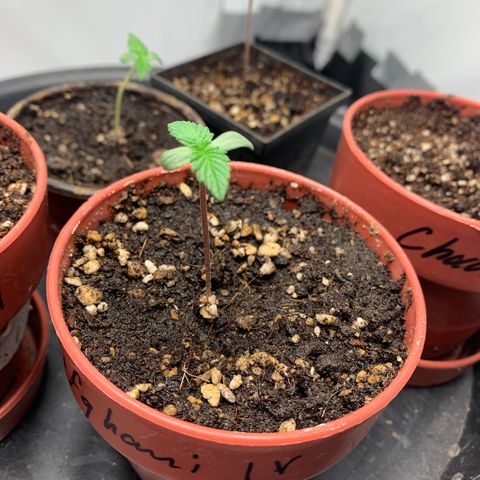 Afghani IV growlog timeline photo