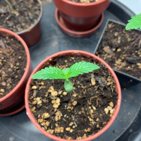 Afghani IV growlog timeline photo