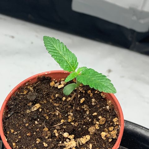Afghani IV growlog timeline photo
