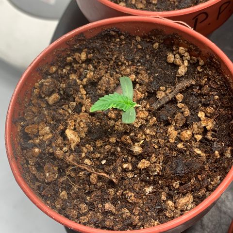 Nemo II growlog timeline photo