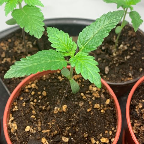 Afghani IV growlog timeline photo