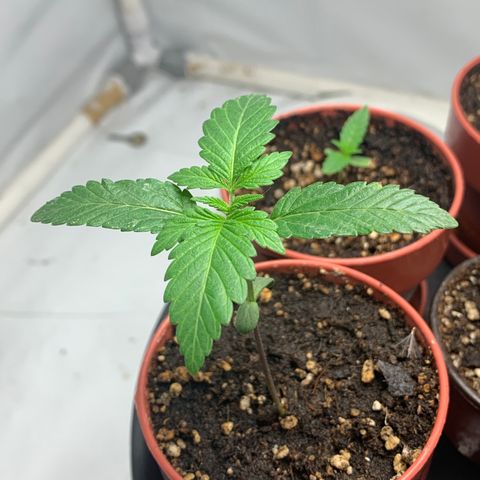 Afghani IV growlog timeline photo