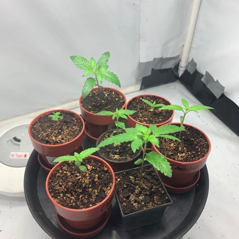 Nemo II growlog timeline photo