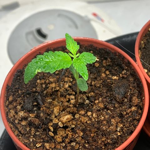 Nemo II growlog timeline photo