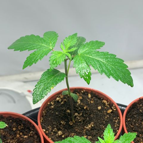 Afghani IV growlog timeline photo