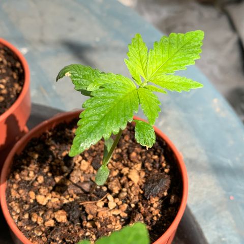 Nemo II growlog timeline photo