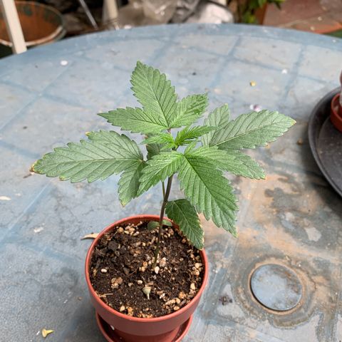 Afghani IV growlog timeline photo