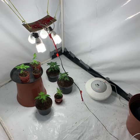 Nemo II growlog timeline photo