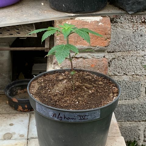 Afghani IV growlog timeline photo