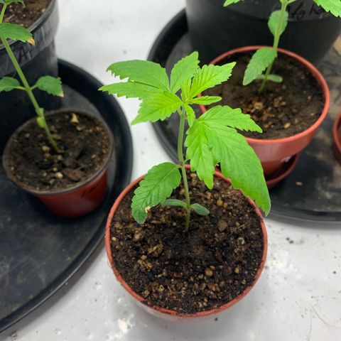 Nemo II growlog photo: No se le ve muy bien :(