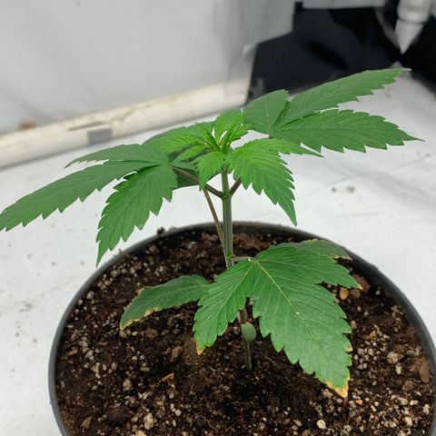 Afghani IV growlog timeline photo