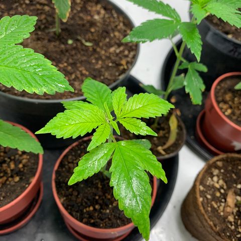 Nemo II growlog photo: Deficiencia de nitrógeno 