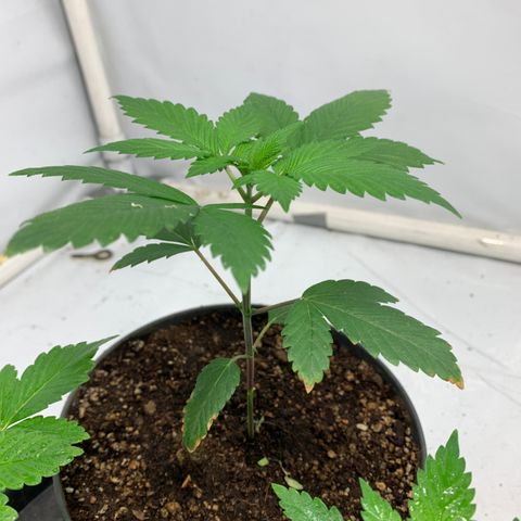Afghani IV growlog timeline photo