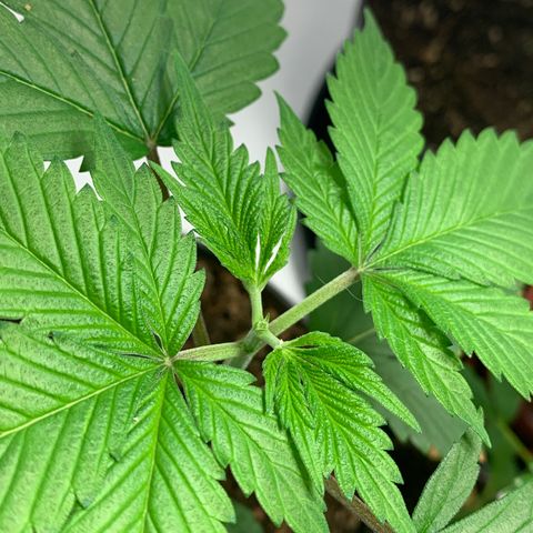 Afghani IV growlog photo: Poda apical