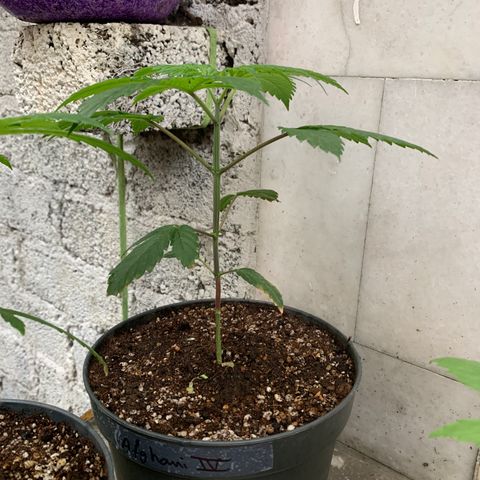 Afghani IV growlog timeline photo