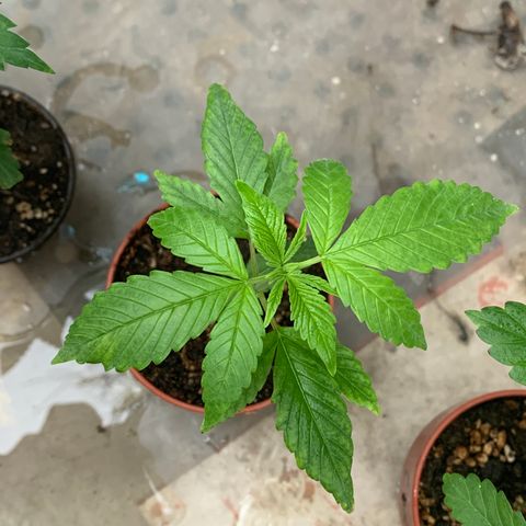 Nemo II growlog timeline photo