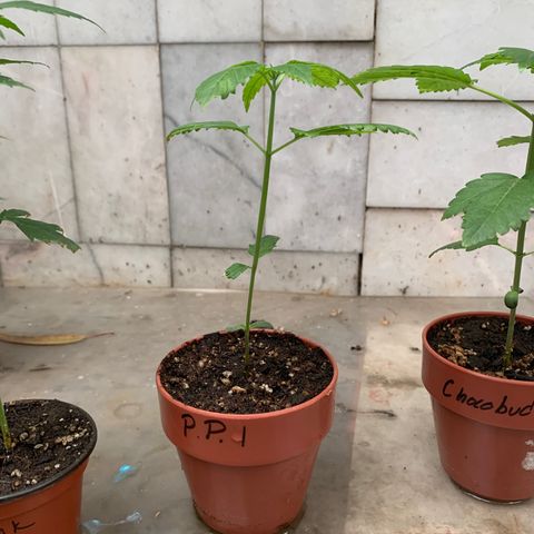 Nemo II growlog timeline photo
