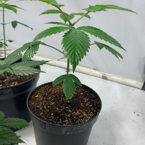 Afghani IV growlog timeline photo