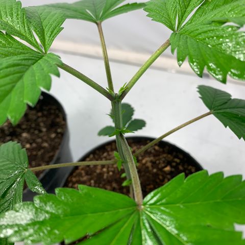 Afghani IV growlog timeline photo