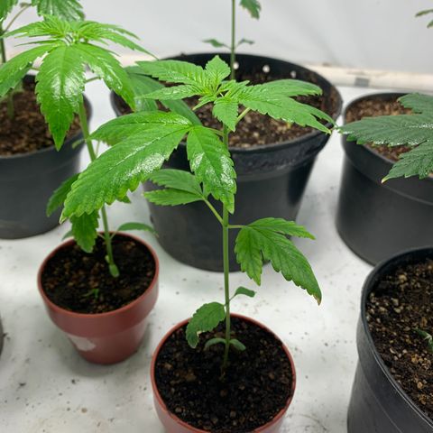 Nemo II growlog timeline photo