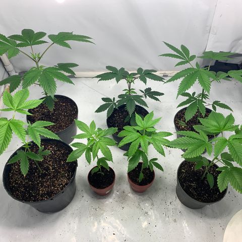 Nemo II growlog timeline photo