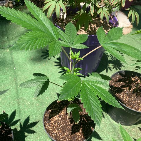 Afghani IV growlog timeline photo