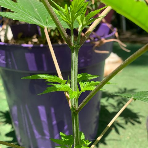 Afghani IV growlog timeline photo