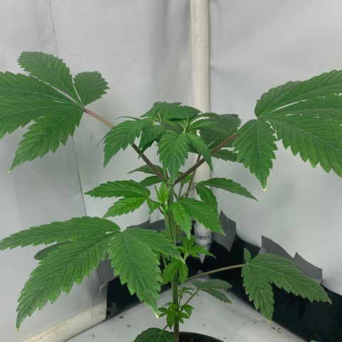 Afghani IV growlog timeline photo