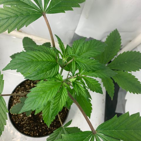 Afghani IV growlog timeline photo
