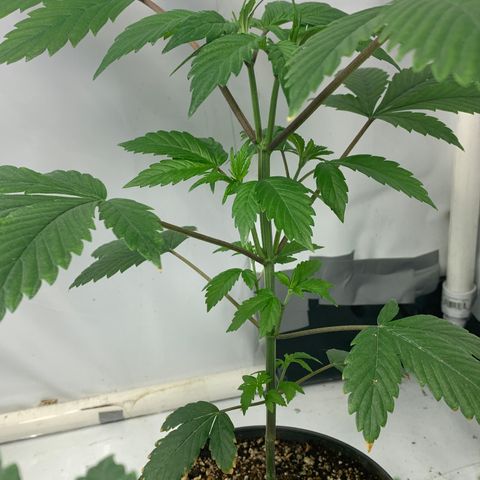 Afghani IV growlog timeline photo