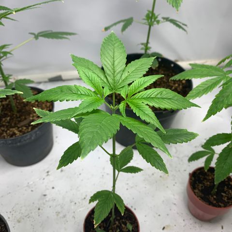 Nemo II growlog timeline photo
